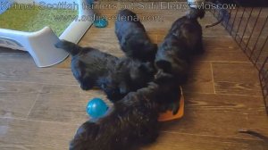 Щенкам Скотч терьера 1,5 мес - ч.2