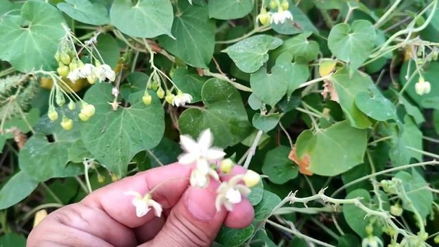 Pergularia daemia | Trellis vine | Asclepiadaceae | Info biodiversity смотреть онлайн