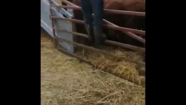 КРС на экспорт продажа быков, бычков, коров, телок.