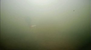 Почему очень много сходов форели при ловли на раттлин 75мм.