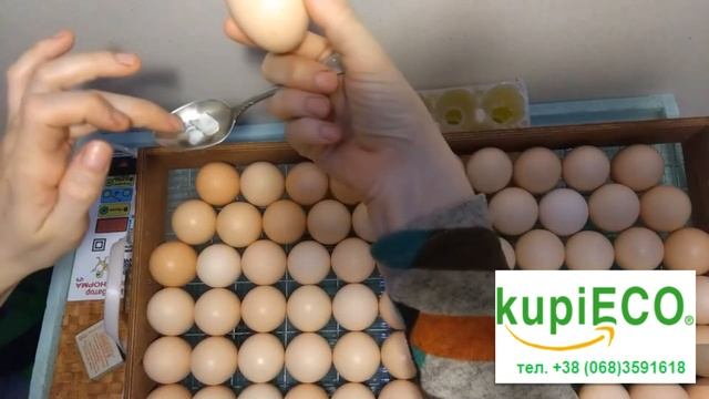 Как сохранить треснувшее инкубационное яйцо и вылупится ли из него цыпленок? смотреть онлайн