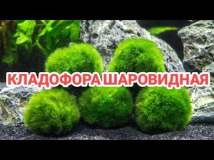 КЛАДОФОРА ШАРОВИДНАЯ. СОДЕРЖАНИЕ И РАЗВЕДЕНИЕ В АКВАРИУМЕ