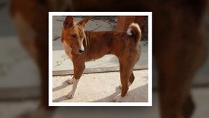 Басенджи - единственная НЕЛАЮЩАЯ собака в мире