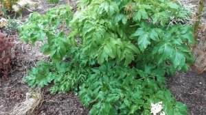 Что цветёт в моем саду в начале апреля и кто ест эти цветы