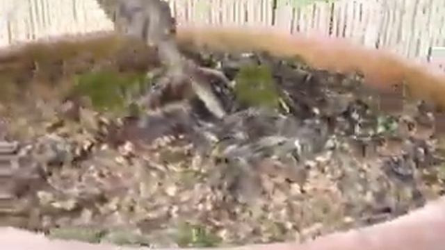 Chamaecyparis obtusa bonsai смотреть онлайн