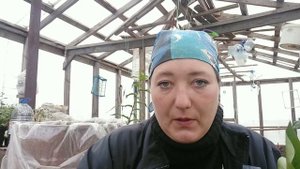 Черенкуем сирень