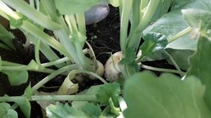 Дайкон Саша (результат на "5")