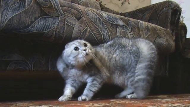 CAT SPEAKS ROCKLY=)КОТЫ ПОЮТ ТЯЖЕЛЫЙ РОК=)