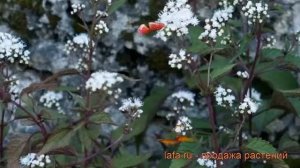 Посконник морщинистый Чоколит (eupatorium rugosa) ? обзор: как сажать, рассада посконника Чоколит