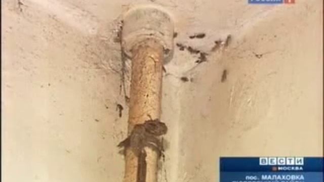 тараканы в подмосковной квартире.avi смотреть онлайн