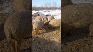 Ценообразование и чистокровность свиней породы Венгерская мангалица.