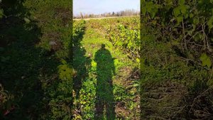 Ремонтантная малина сортов маравилла, зюгана, энросадира, прималба, имара в Беларуси