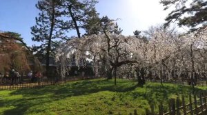 20 Лучших видов Киото весной