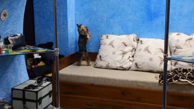 Самый умный пёс в мире, йоркширский терьер Мартик. (Команда выключи свет) смотреть онлайн