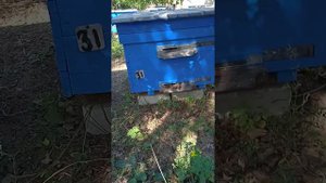 Варроатоз . Почему ползут молодые  пчелы ?