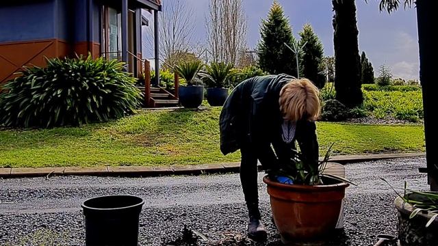 Repotting Agapanthus  How to repot Agapanthus plants  Littlewood Agapanthus Farm  Agapanthus Car
