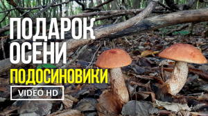 ПОДАРОК ОСЕНИ ПОДОСИНОВИКИ  6 октября 2022 года. Сбор подосиновика красного (Leccinum aurantiacum).