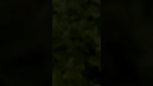 Мелкоплодная земляника в огороде. Вкусно и ароматно #shorts #дача #земляника смотреть онлайн