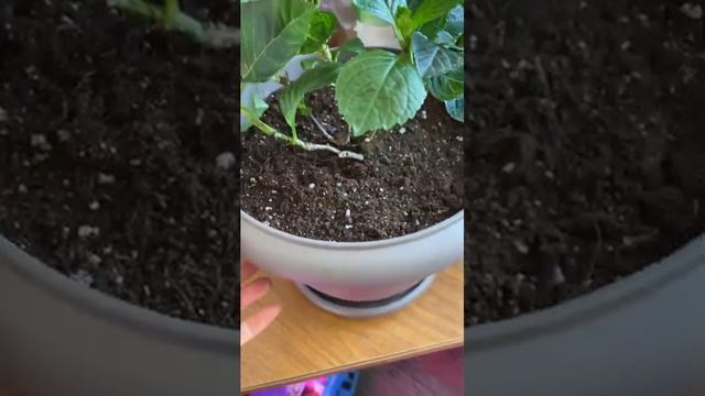 Саженцы крупнолистной гортензии из Ашана со скидкой? #гортензия #макрофила #саженцы