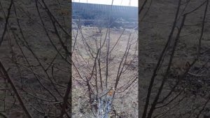 Формирование вишни и сливы.