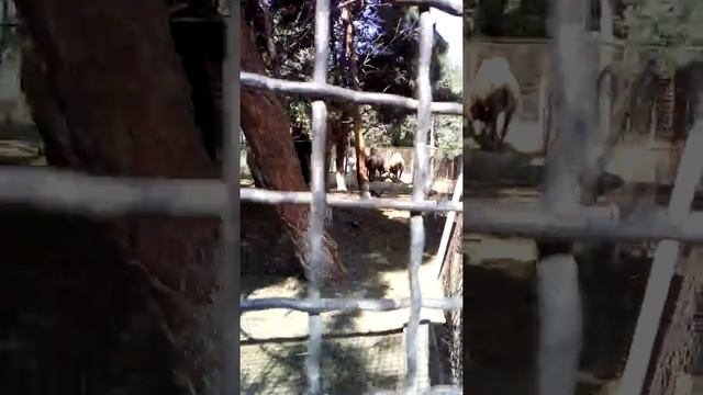 Zoopark Baku 2