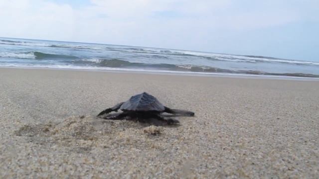 Платят много, но ума не надо • 4 вакансии мечты на Мальдивах, в России и по всему миру смотреть онлайн