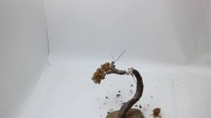 переделка дерева из бисера и гипса