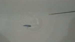 Воблеры из вспененного ПВХ.Кучка всякого)