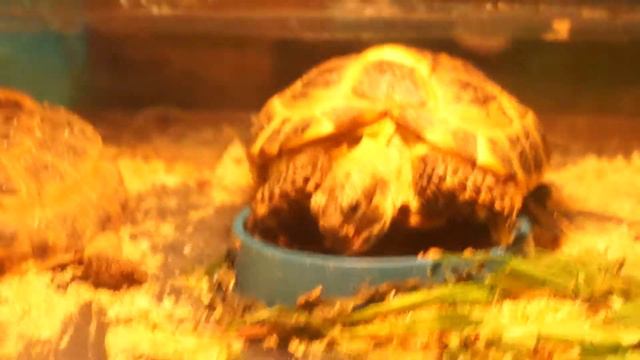 Черепашка Тортила смешно кушает смотреть онлайн