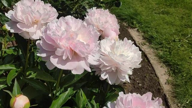 Пион Печер / Ноэми Демей
Paeonia Pecher / Noemie Demay смотреть онлайн