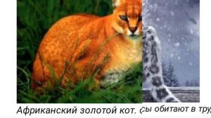 Редкие дикие КОШКИ. ИСЧЕЗАЮЩИЕ виды.