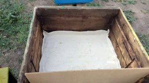 Отводок на Старую и новую матку Бакфаст