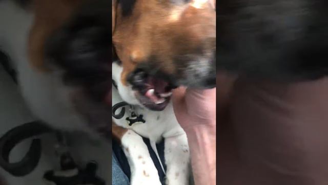 Basset Hound Puppy loves a neck rub