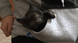 Няшный котенок залипает в кармане