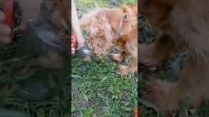 LEE HI — MY LOVE ОСТ _Лунные влюбленные - алые сердца корё