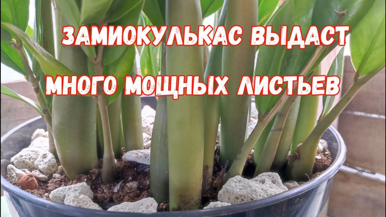 ВОЛШЕБНЫЙ ЭЛИКСИР для ЗАМИОКУЛЬКАСА и даже дохлый цветок выдаст МОЩНЫЕ ЗДОРОВЫЕ ЛИСТЬЯ!