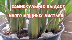 ВОЛШЕБНЫЙ ЭЛИКСИР для ЗАМИОКУЛЬКАСА и даже дохлый цветок выдаст МОЩНЫЕ ЗДОРОВЫЕ ЛИСТЬЯ!
