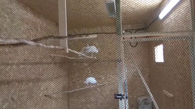 Птичник для павлинов и фазанов с вольером. смотреть онлайн