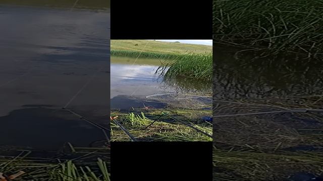 рыбалка на пруду