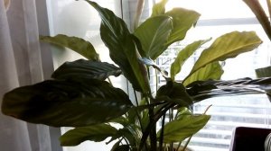 Комнатные растения/цветы в апреле #комнатныерастения #глорияфлора #комнатные_цветы