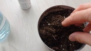 #бегонии КАК САЖАТЬ БЕГОНИЮ ПРАВИЛЬНО #бегония #комнатные #комнатные_цветы #посадка #каксажатьбегон