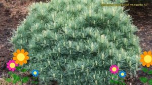 Сосна веймутова Минима. Краткий обзор, описание характеристик, где купить pinus strobus Minima