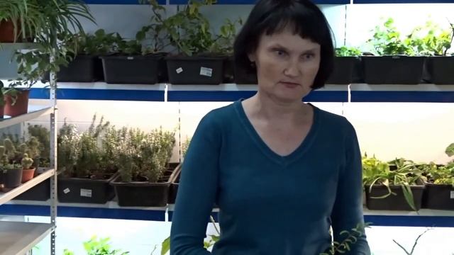 Комнатный гранат. Как вырастить новые саженцы.