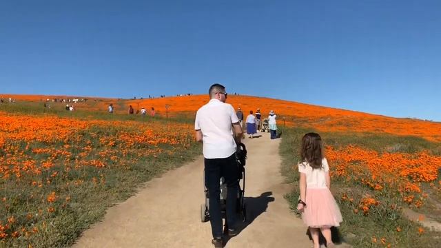 VLOG: КАЛИФОРНИЙСКИЕ МАКИ! CALIFORNIA POPPIES! смотреть онлайн