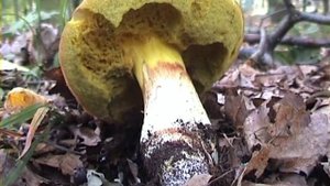 Boletus impolitus hřib plavý