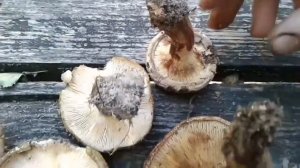 Чёрный груздь или тонкая свинушка??? (Lactarius necator vs Paxillus involutus)