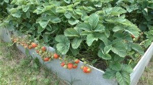 Очень сладкий сорт клубники с привкусом ананаса!!! Финская розовая ананасная.