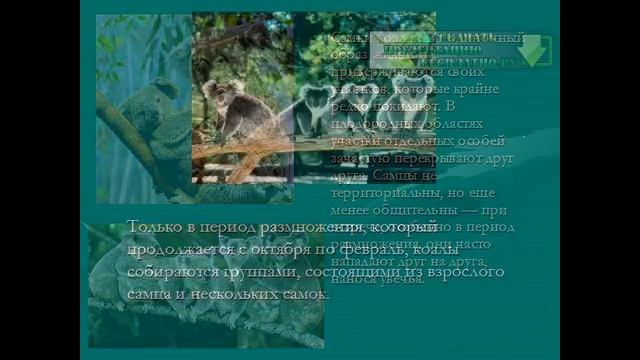 Презентация на тему Коала смотреть онлайн