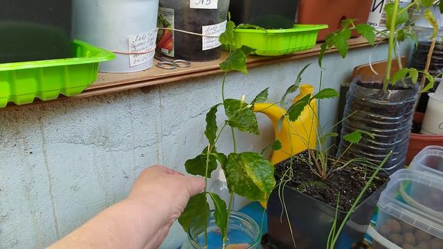 Огород в квартире. Подкормка для огурцов. смотреть онлайн