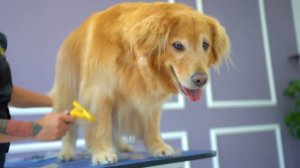 GOLDEN RETRIEVER CAN BE GROOMED? ❤️Beautiful video of Trimming & deshedding!